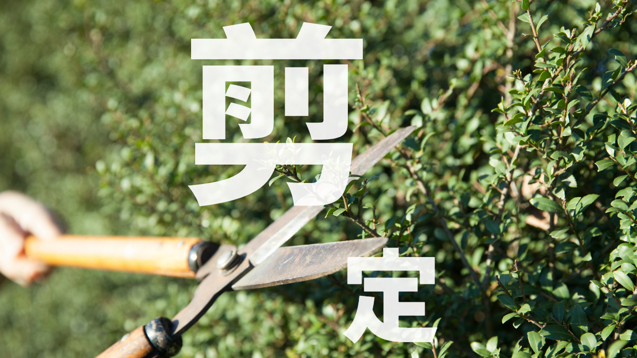 しばらく放置してた木でもOK バッサリ剪定しちゃいます!【三郷市など施行例】の外観