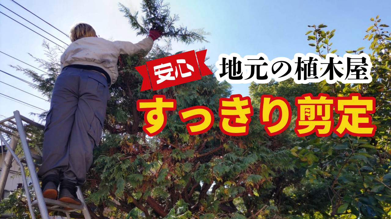 【バッサリ】伸び切った庭木をキレイにお手入れ【川口市での剪定】の外観