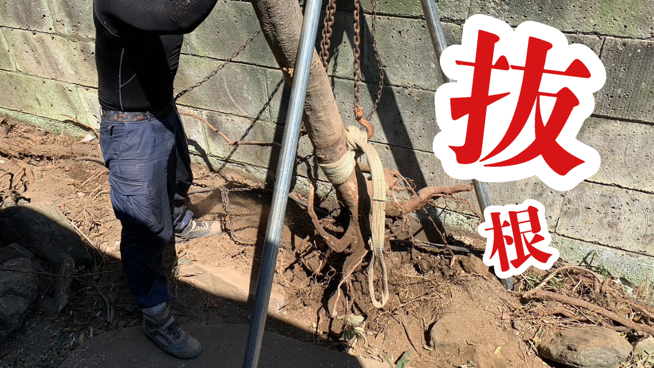 伐採・抜根はあんしん安全の専門家にご依頼を【草加の植木屋さん】 | 【地元の造園屋】井越企画【埼玉草加】草刈り・剪定・伐採・抜根–庭と植木の ...